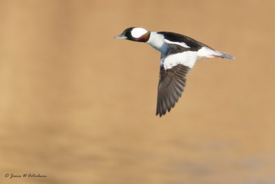 Bufflehead