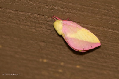 Rosy Maple Moth