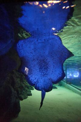 Auckland Aquarium, New Zealand