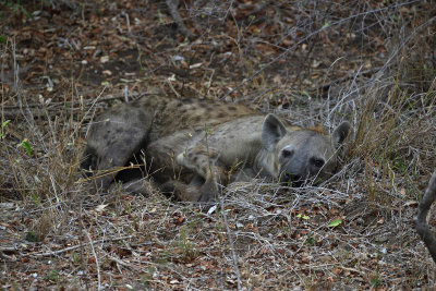 Kruger Park