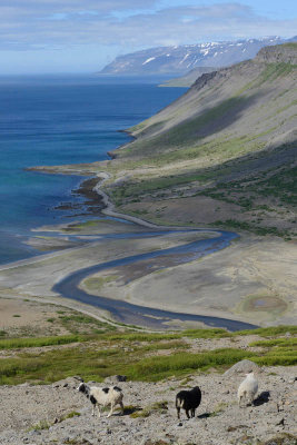 From Patreksfjordur to Dynjandi