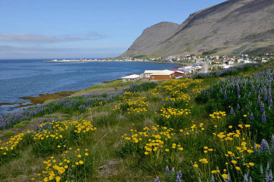 Patreksfjordur