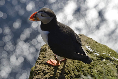 Látrabjarg, Puffin