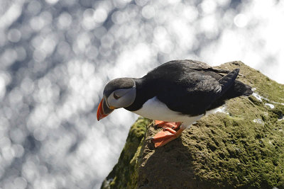 Látrabjarg, Puffin