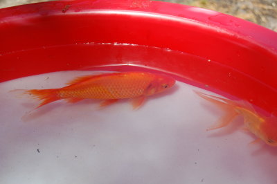 aquabid