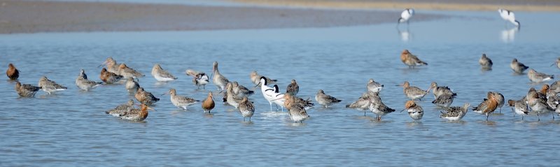 Black-tailed Godwits and Avocets -RSPB Frampton Marsh