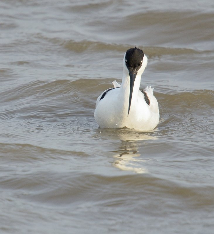 Avocet feeding in deep water at RSPB Titchwell Marsh.