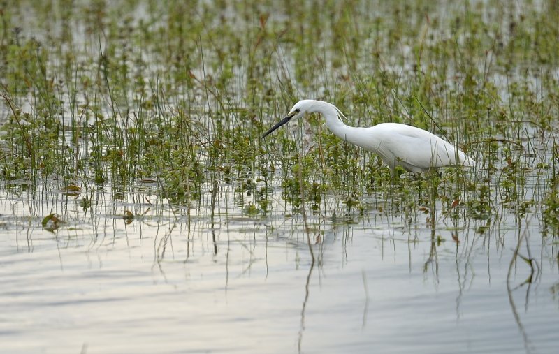 Little Egret - poised to strike!  Summer Leys Nature Reserve, Northants.