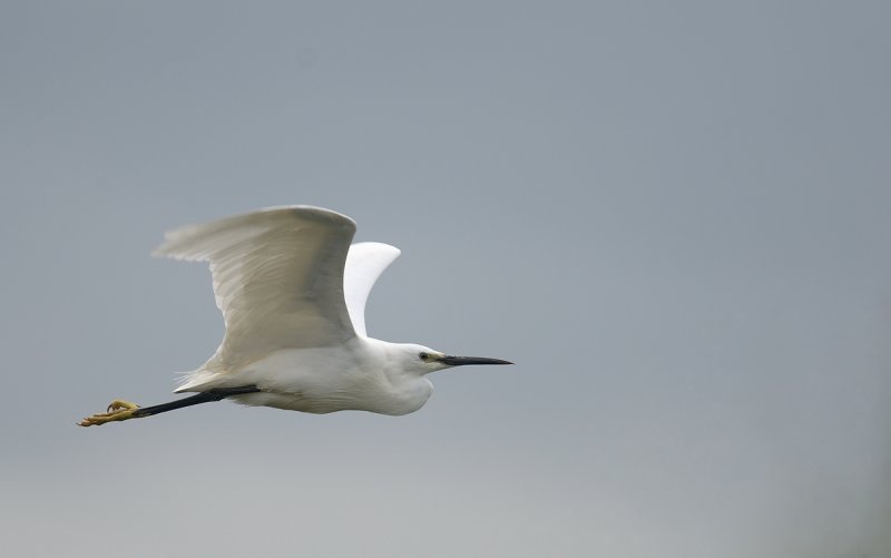 My first shot of a Little Egret in flight - Summer Leys Nature Reserve, Northamptonshire.
