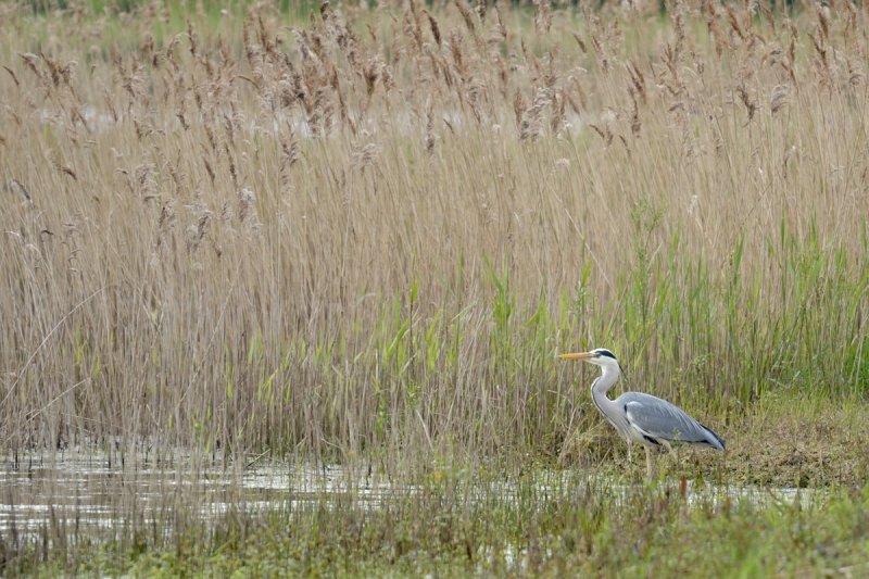 A distant shot of the Heron on the scrape at Summer Leys Nature Reserve, Northamptonshire.
