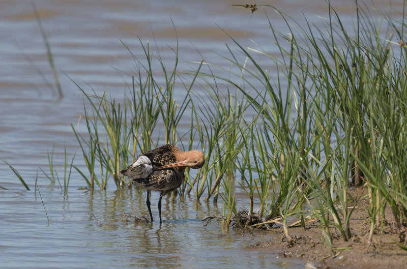 Black-tailed Godwit - RSPB Frampton Marsh