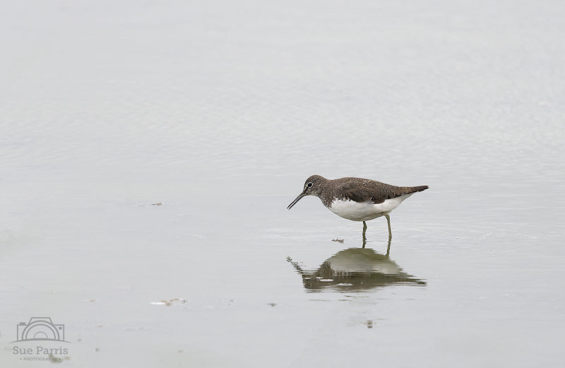 Green Sandpiper - RSPB Minsmere.  An overcast day so not great light but my first photo of this little wader ever!