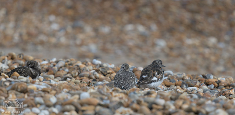 I'm 'Knot' 'ere!  Juvenile Knot with Turnstones on the pebble beach - taken at Littlestone, near Dungeness!