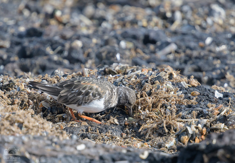 Turnstone - turning stones - hence the name!  Cute little waders and in this environment, perfectly camouflaged!