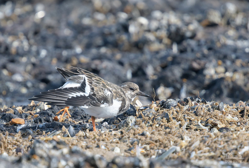 Turnstone having a stretch after a heavy session of turning stones!
RSPB Titchwell on the beach.