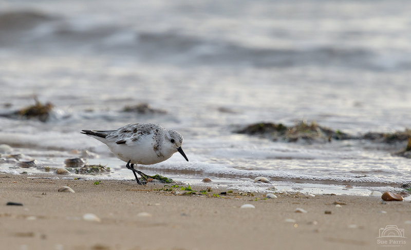 Sanderling on Snettisham beach - love these little birds and wanted to get a photo of one for ages!  Result!
