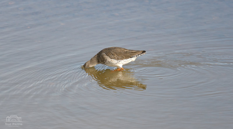 I'm sure I saw something nice and wiggly down there...?
Redshank -  RSPB Titchwell