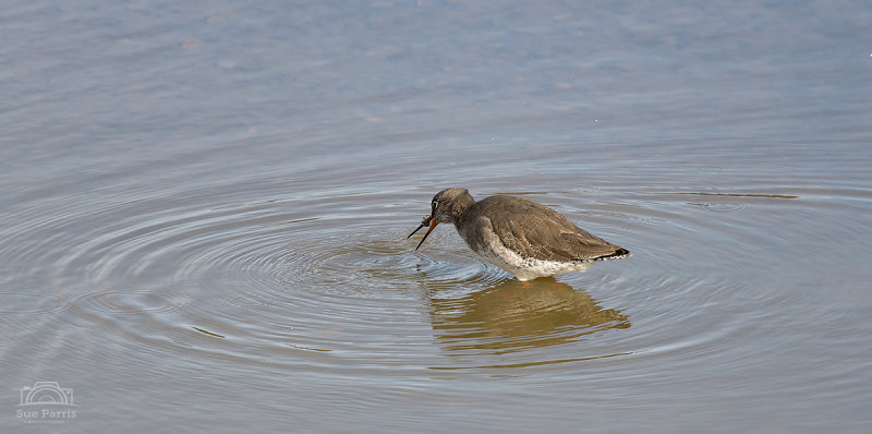 ...Oh bugger!
Redshank RSPB Titchwell