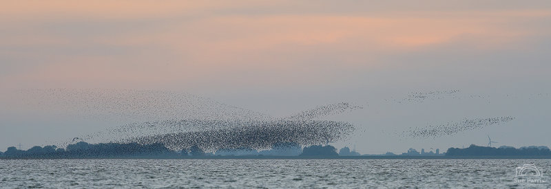 Sunset over The Wash with flocks of waders in flight.