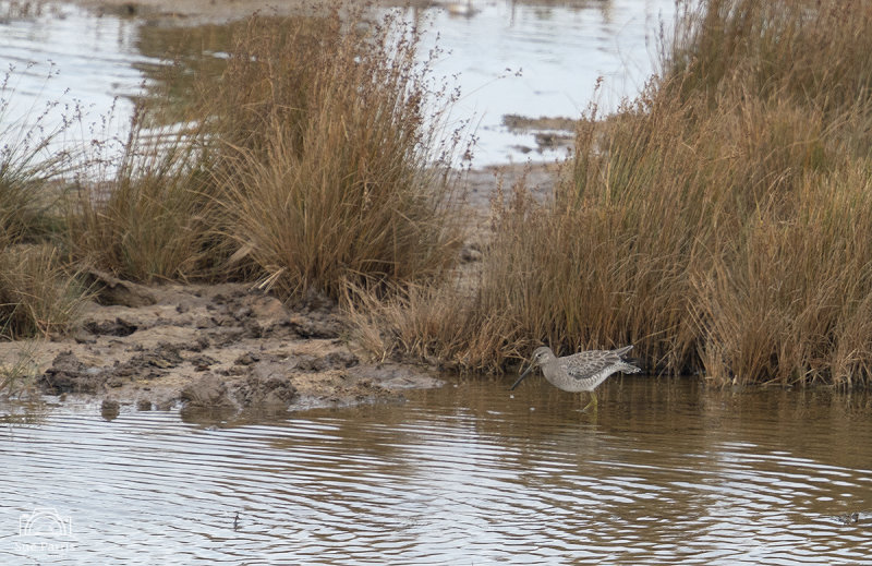 Long-Billed Dowitcher - record shot - very big crop sorry the quality is poor. RSPB Frampton Marsh