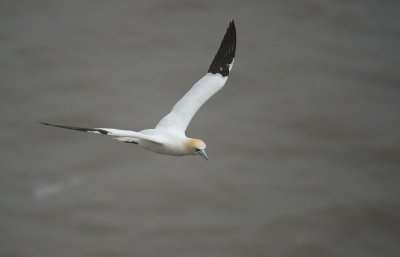 Gannet at RSPB Bempton Cliffs