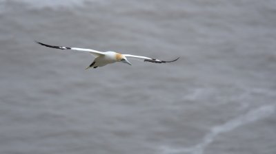 Gannet at RSPB Bempton Cliffs