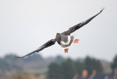 Greylag Goose RSPB Titchwell Marsh - 'Gear Down...'
