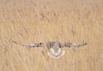 Greylag Goose RSPB Titchwell Marsh - 'Cleared for Landing...' 