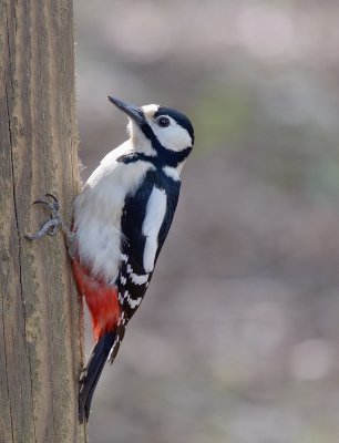 Great Spotted Woodpecker - this chap flew in and out to some feeders a few times and was rather coy, but suddenly seemed to notice the camera and seemed to say 'oh ok, go on then, take my picture!'  Very pleased with the result - thank Mr Woody!