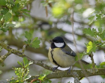 Great Tit - Paxton Pits