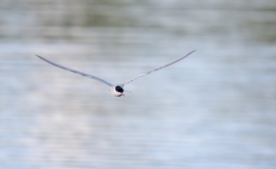 Common Tern at Paxton Pits - struggled to get a single 'in-focus' shot while watching they amazing aerial acrobats feeding! Finally got this and last one head on, and quite pleased with the result!