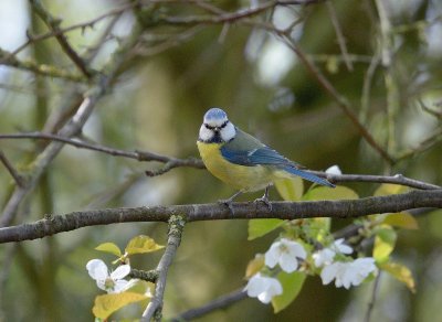 Blue Tit - Paxton Pits - a bit noisy but who can resist a Blue Tit looking right down the lens!??