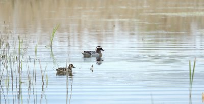Another record shot of the Garganey at Summer Leys, Northamptonshire.