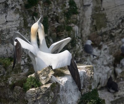 Gannets - Courtship display -RSPB Bempton Cliffs