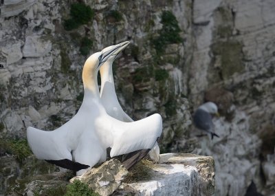 Gannets - Courtship display -RSPB Bempton Cliffs