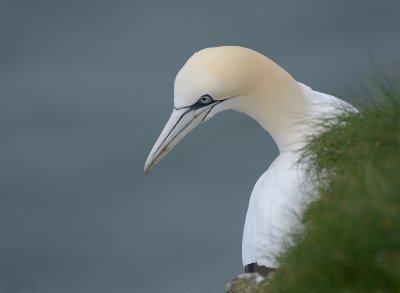 Gannet Portrait - RSPB Bempton Cliffs