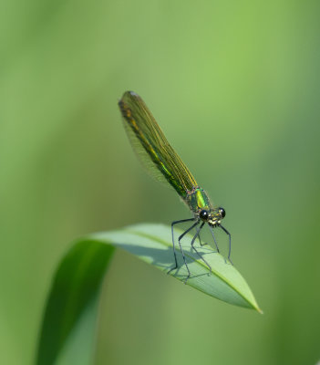 g10/60/1100260/3/167583788.w36vfajP.jpg