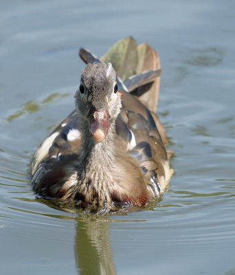 Male Mandarin Duck - Breeding Plumage almost fully lost (eclipse) 24.06.18