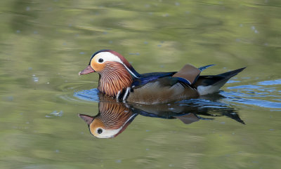 Male Madarin Duck in breeding plumage at Barnwell CP 24.05.18