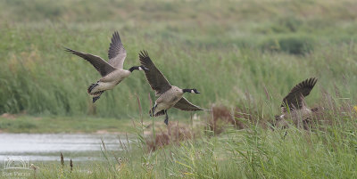 Canada Geese coming in to land - RSPB Minsmere
