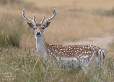 Fallow Deer, Bradgate Park, 21.07.18