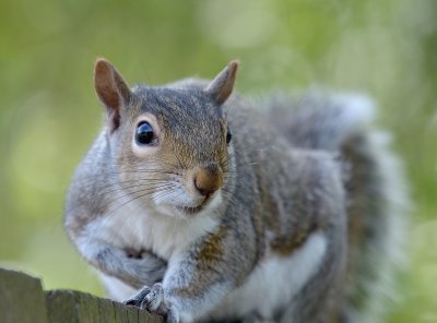 Grey Squirrel, Paxton Pits 26.04.18