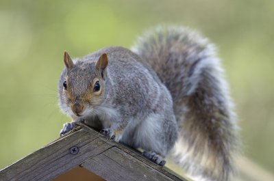 Grey Squirrel, Paxton Pits
