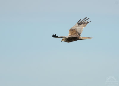 Marsh Harrier - Blacktoft Sands RSPB