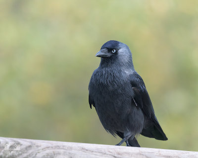 Well hello there! This Jackdaw certainly had a bit of swagger!