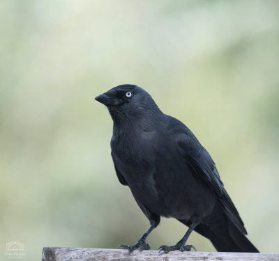 Jackdaw