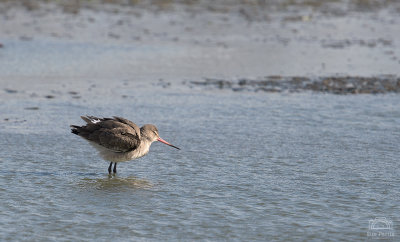 Black-tailed Godwit - quite a big crop on this one.