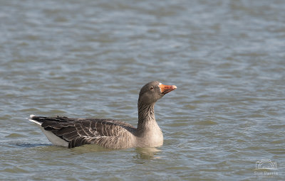 Greylag Goose soaking up some rays once the sun finally came out on Saturday afternoon.