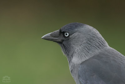 Jackdaw portrait - such an intense stare! Whatever I did (or didn't do) with the camera settings, the bird does appear rather light. Having said that, I love the contrast the blown out background and colours.