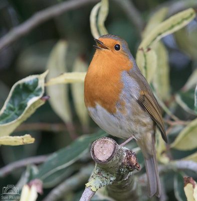 This little Robin was determined to cheer up the gloomy weather by singing his little head off!